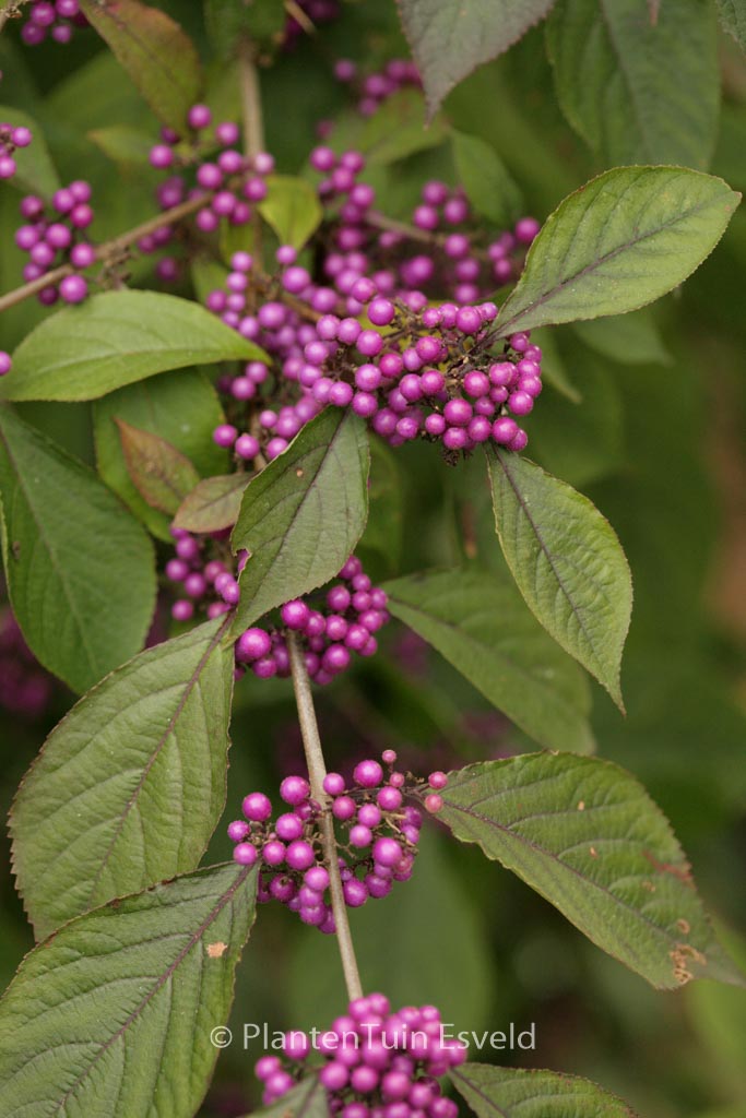 Callicarpa bodinieri ‚Profusion‘