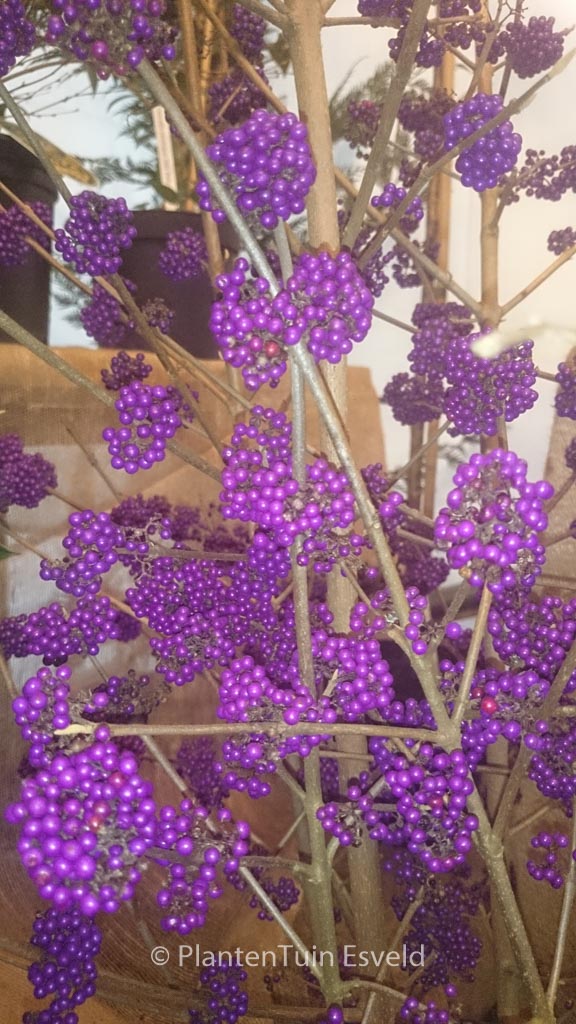 Callicarpa bodinieri ‚Violetta‘