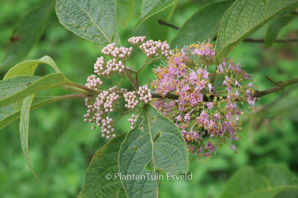 Callicarpa cathayana