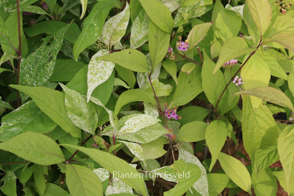 Callicarpa japonica ‚Koshima no homate‘