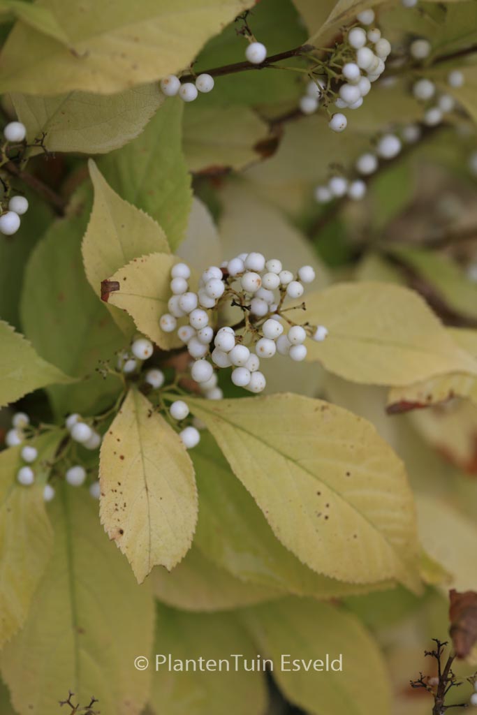 Callicarpa japonica ‚Leucocarpa‘