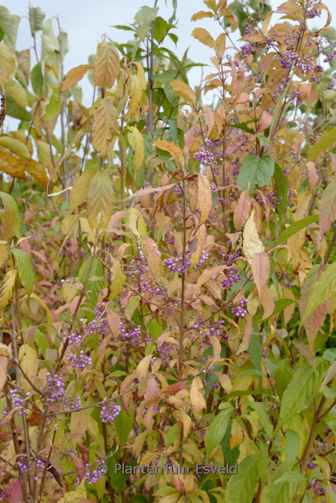 Callicarpa japonica ‚You Who‘