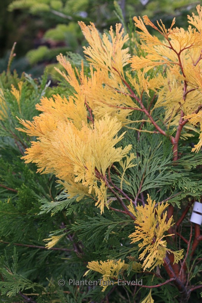 Calocedrus decurrens ‚Aureovariegata‘