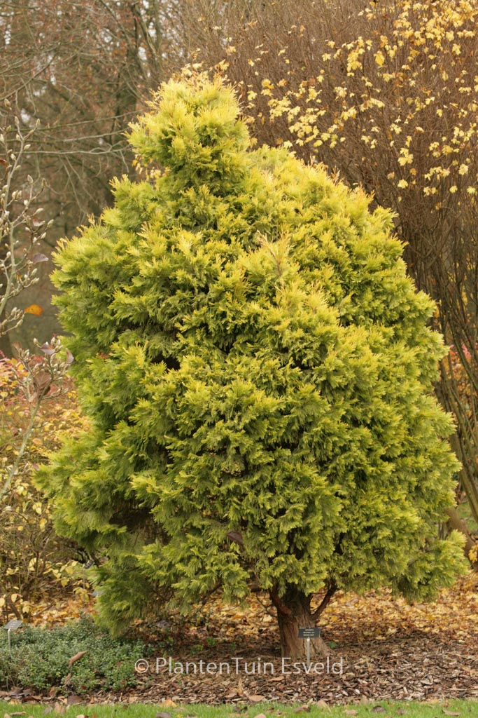 Calocedrus decurrens ‚Berrima Gold‘