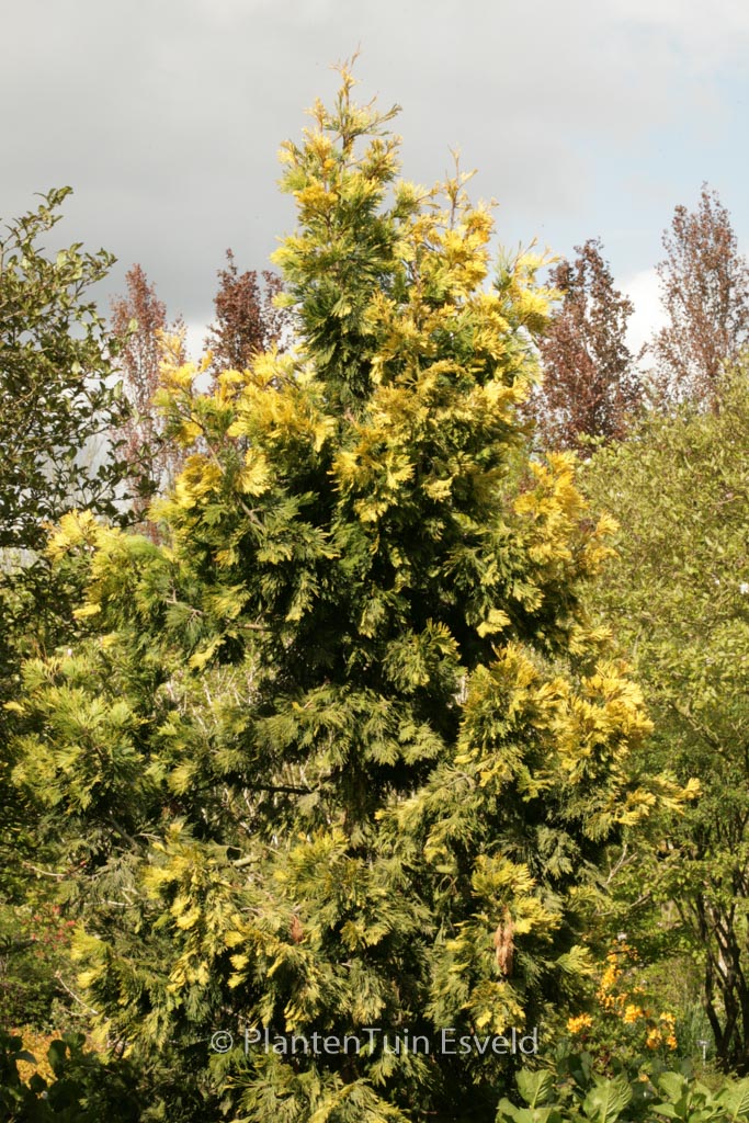 Calocedrus decurrens ‚Maupin Glow‘