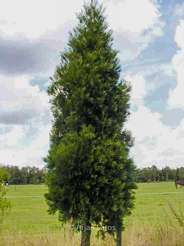 Calocedrus decurrens ‚Pillar‘