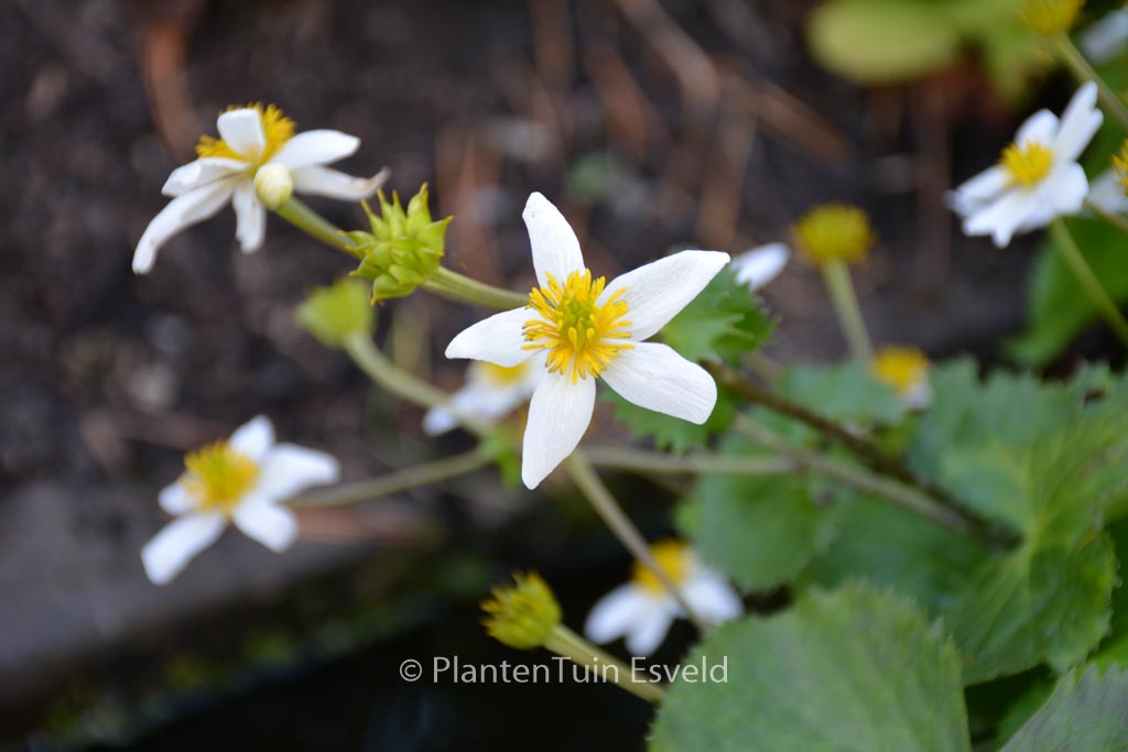 Caltha palustris var. alba