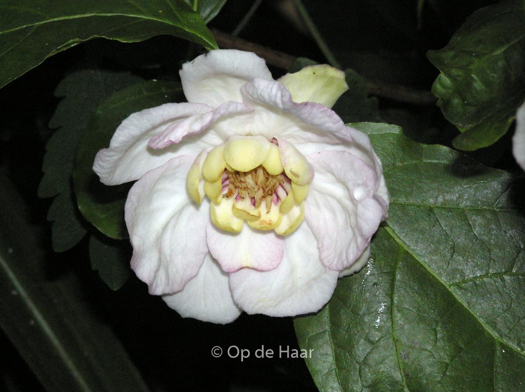 Calycanthus chinensis