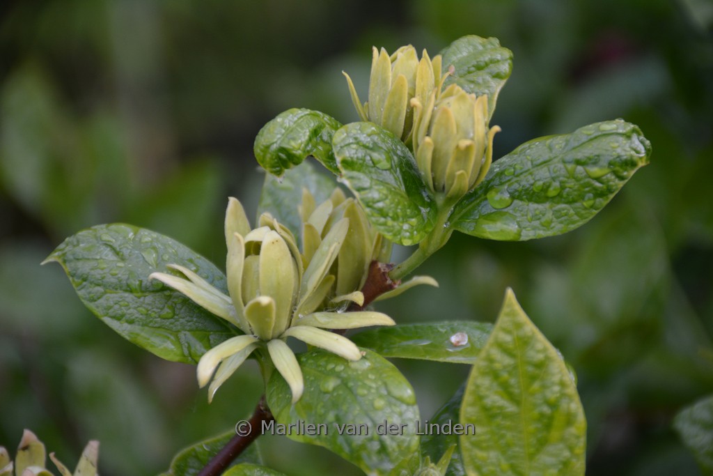Calycanthus floridus ‚Athens‘