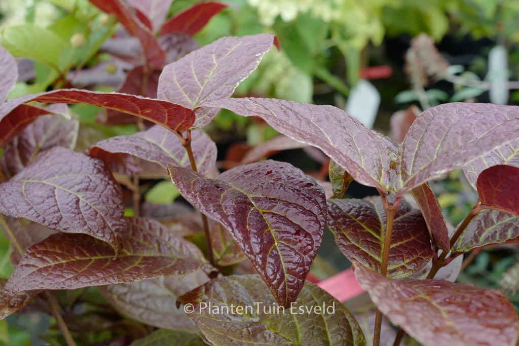 Calycanthus floridus ‚Foxy Lady‘
