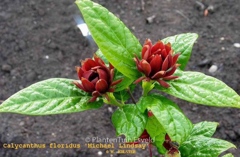 Calycanthus floridus ‚Michael Lindsay‘