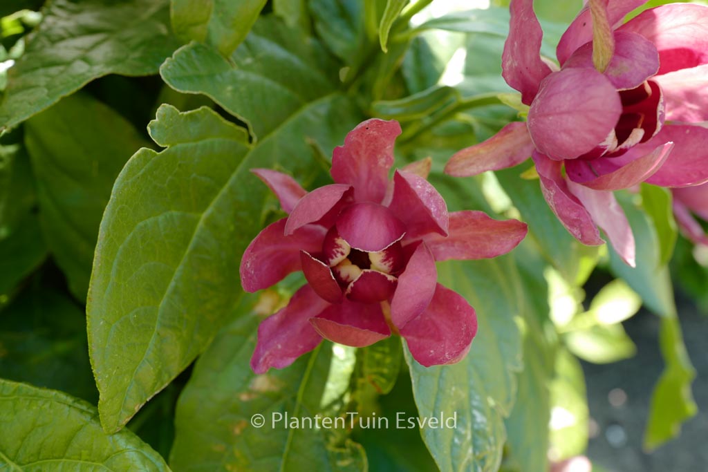Calycanthus raulstonii ‚Aphrodite‘