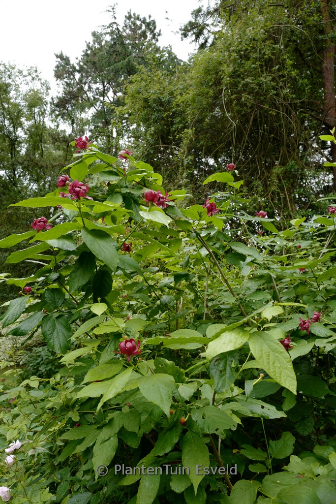 Calycanthus raulstonii ‚Hartlage Wine‘