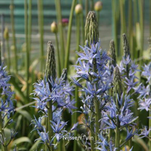 Camassia leichtlinii ‚Blue Candle‘