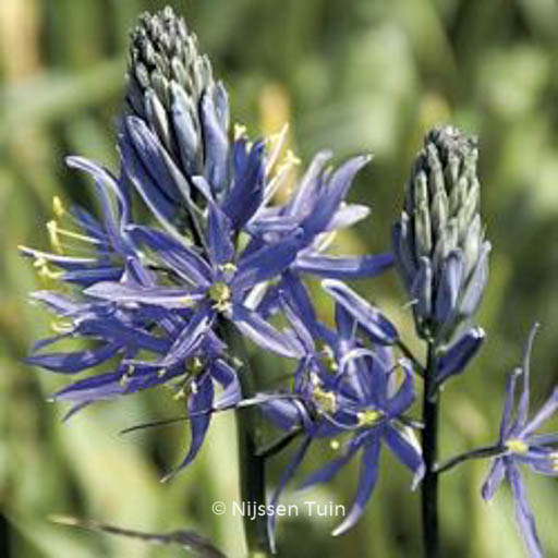Camassia leichtlinii ‚Caerulea‘