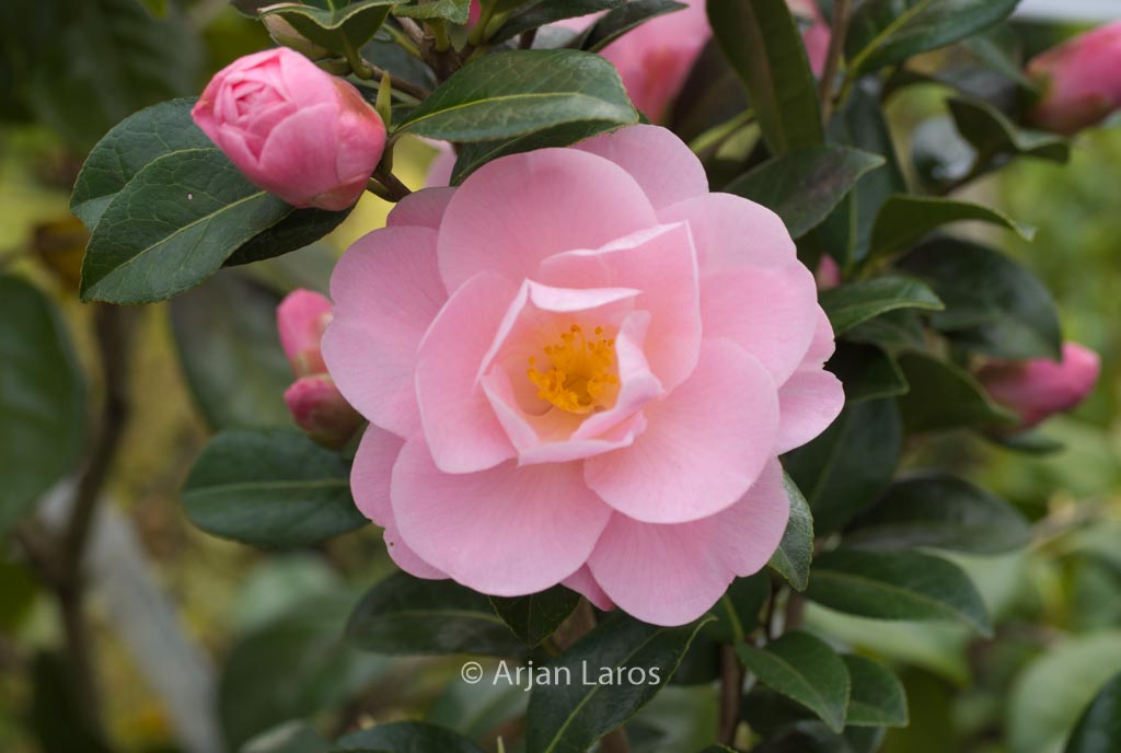 Camellia ‚Barbara Clark‘