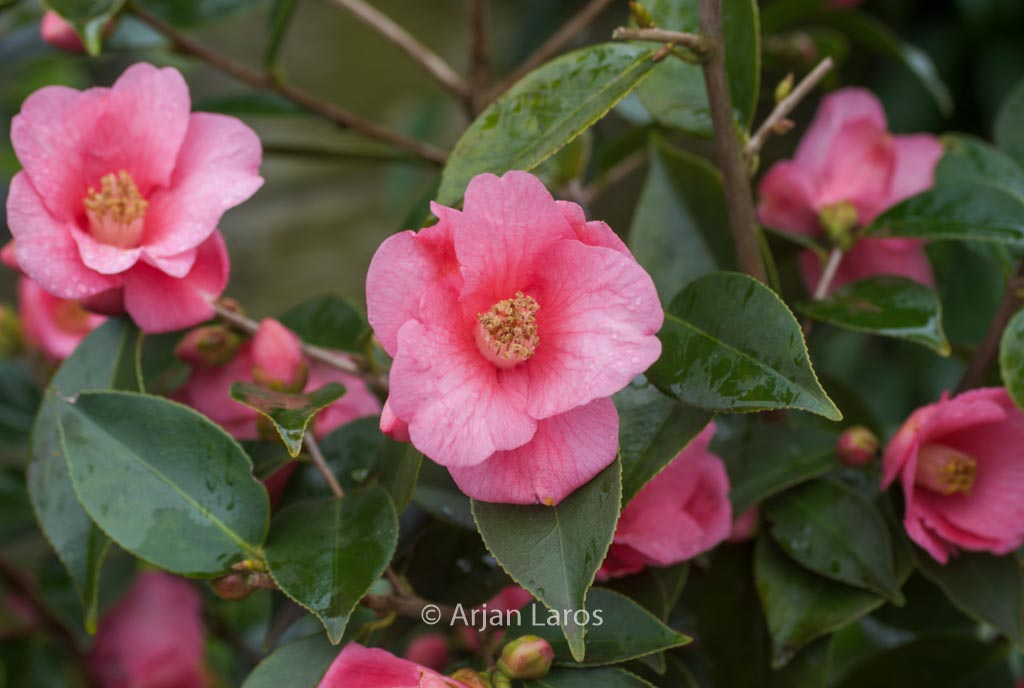 Camellia ‚Cornish Spring‘