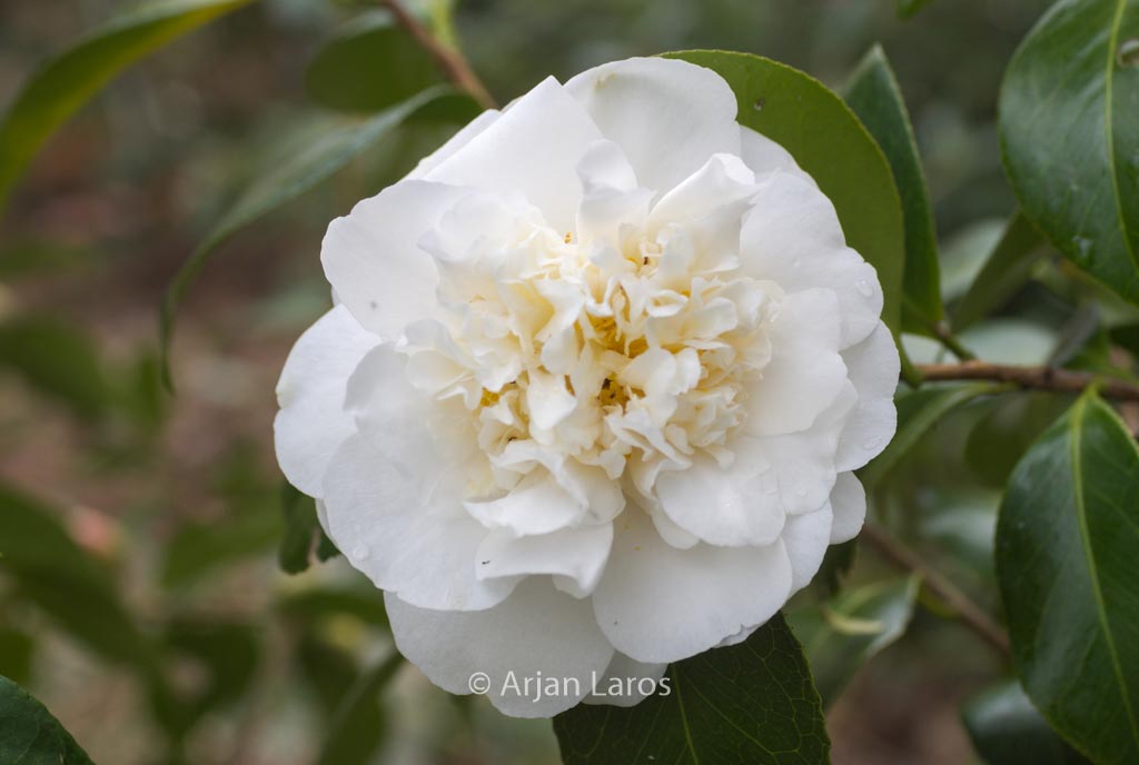 Camellia ‚Cream Puff‘