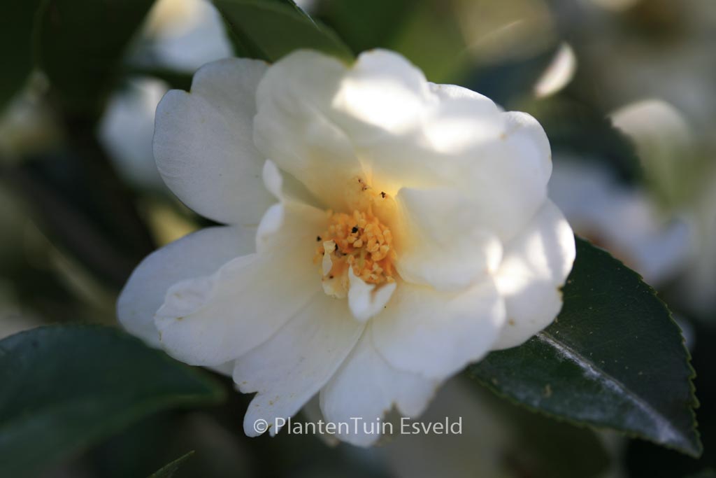 Camellia ‚Elaine Lee‘