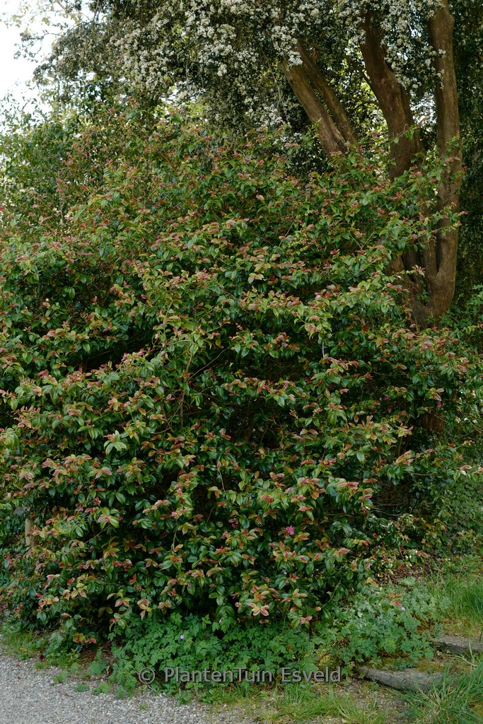 Camellia ‚Fragrant Pink‘