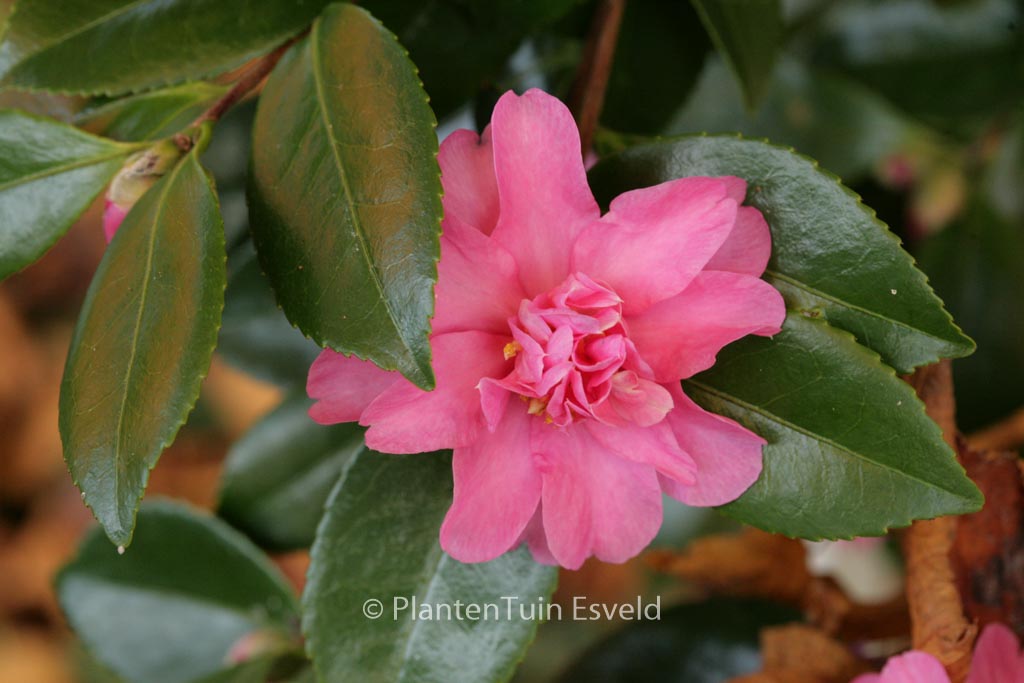 Camellia ‚Frost Prince‘