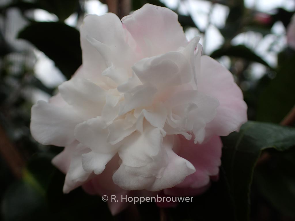 Camellia ‚Izumoko‘