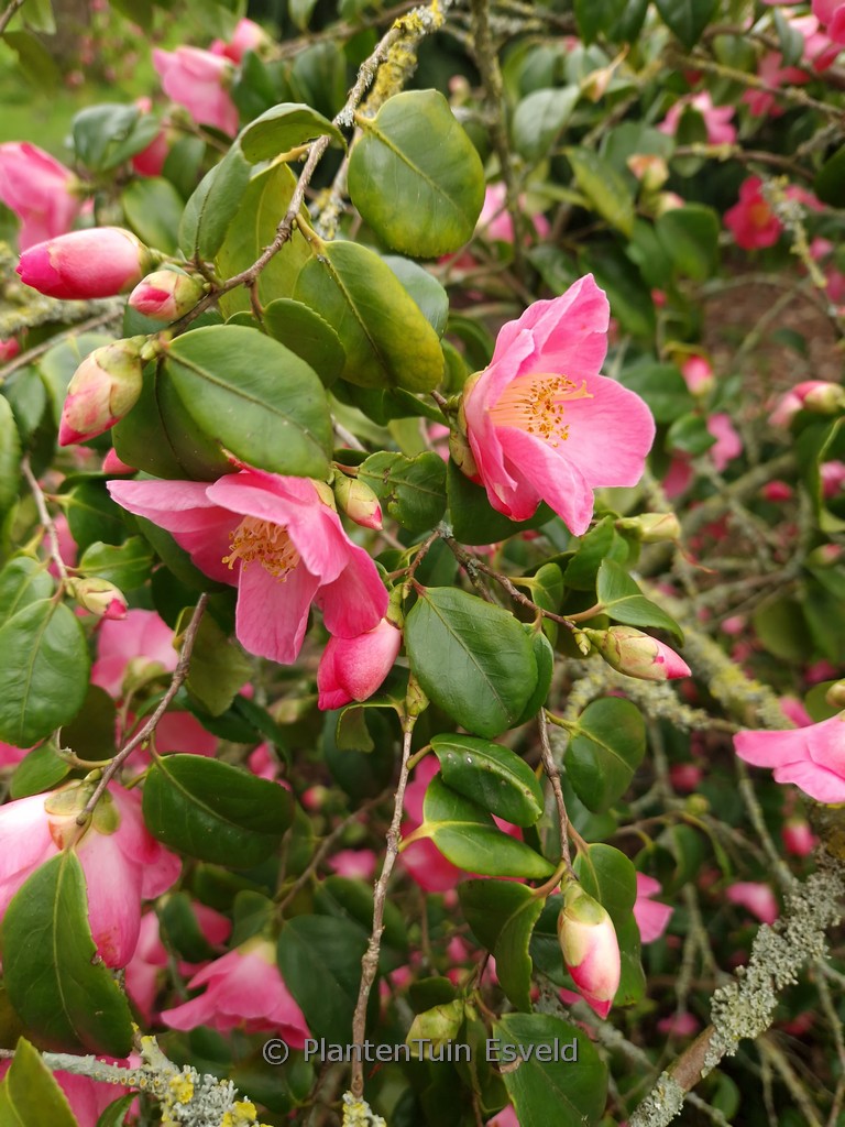 Camellia ‚Koto no Kaori‘