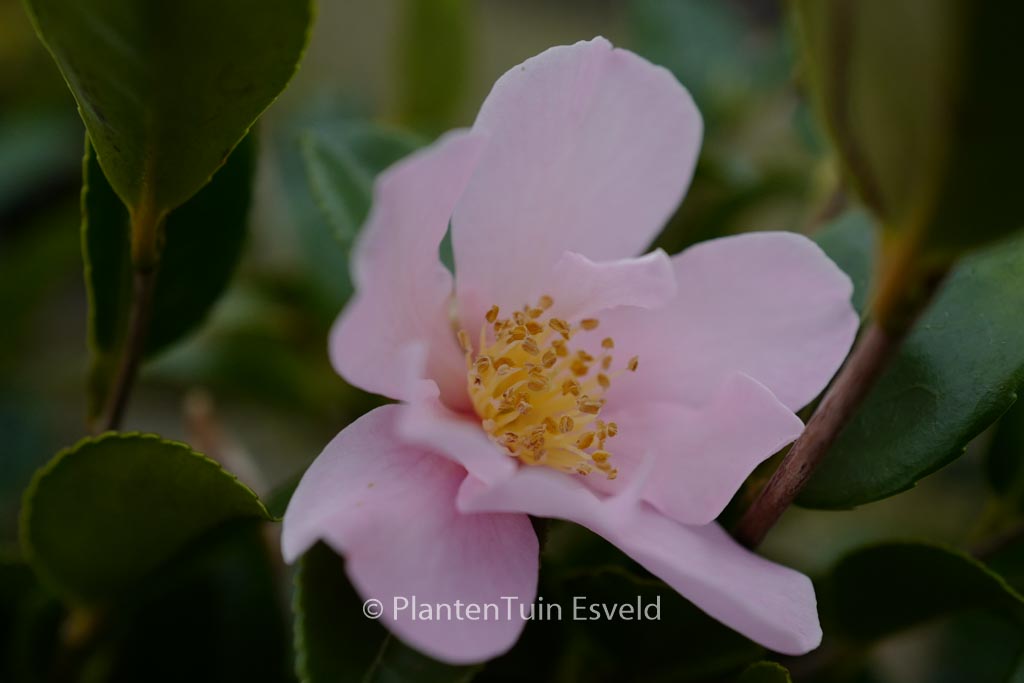 Camellia ‚Londontowne Blush‘