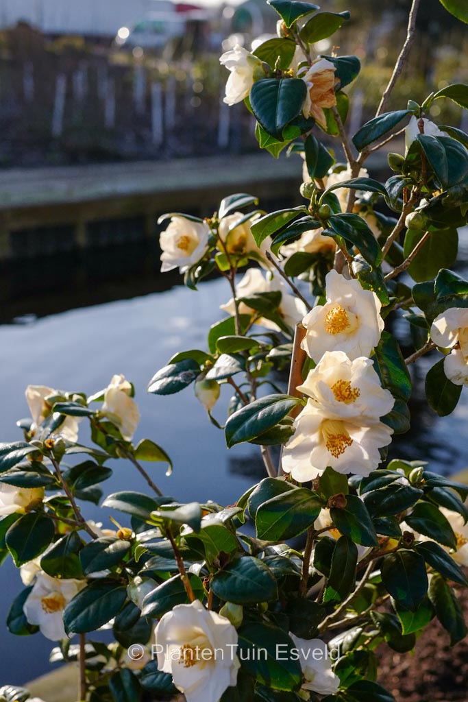 Camellia ‚Madame Lourmand‘