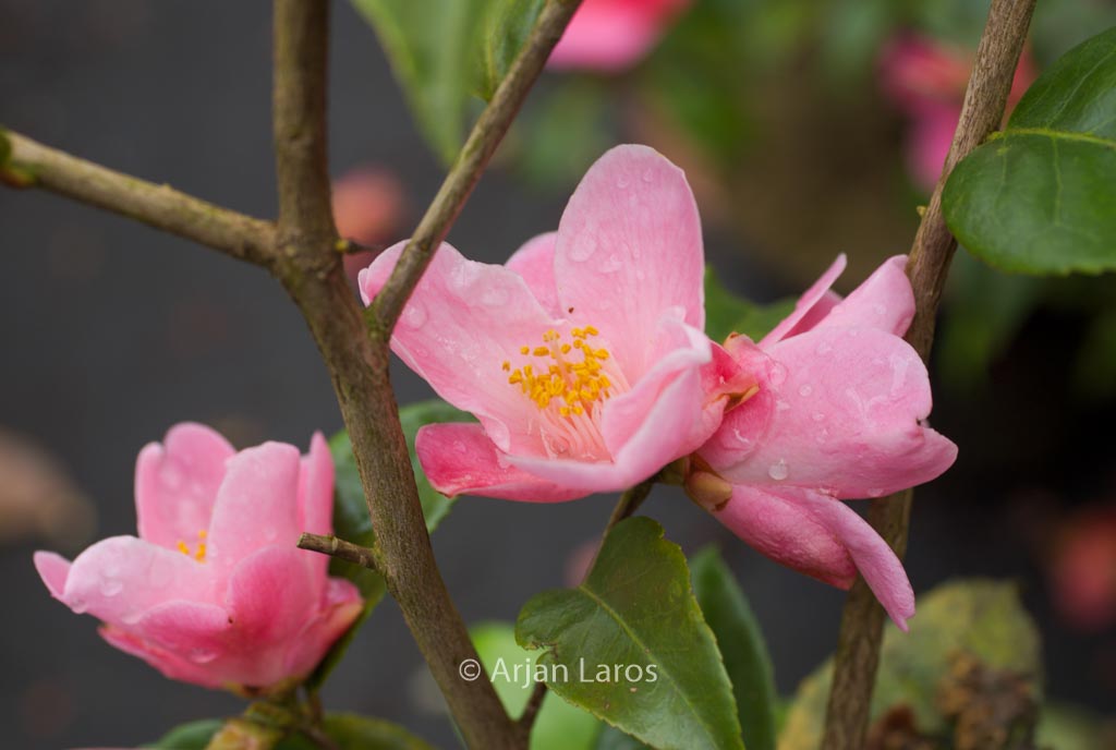 Camellia ‚Minato-no-akebono‘