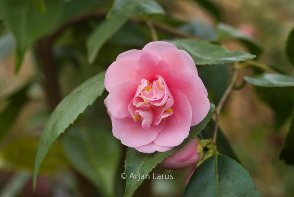 Camellia ‚Minato-no-hana‘