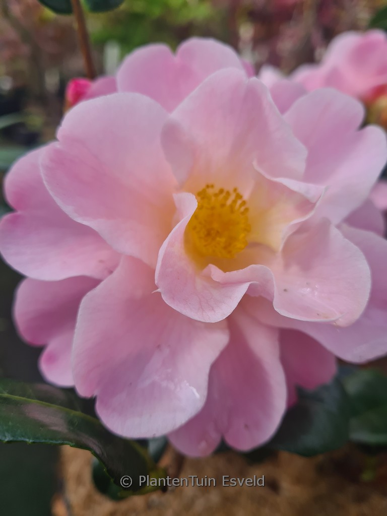 Camellia ‚Nicky Crisp‘