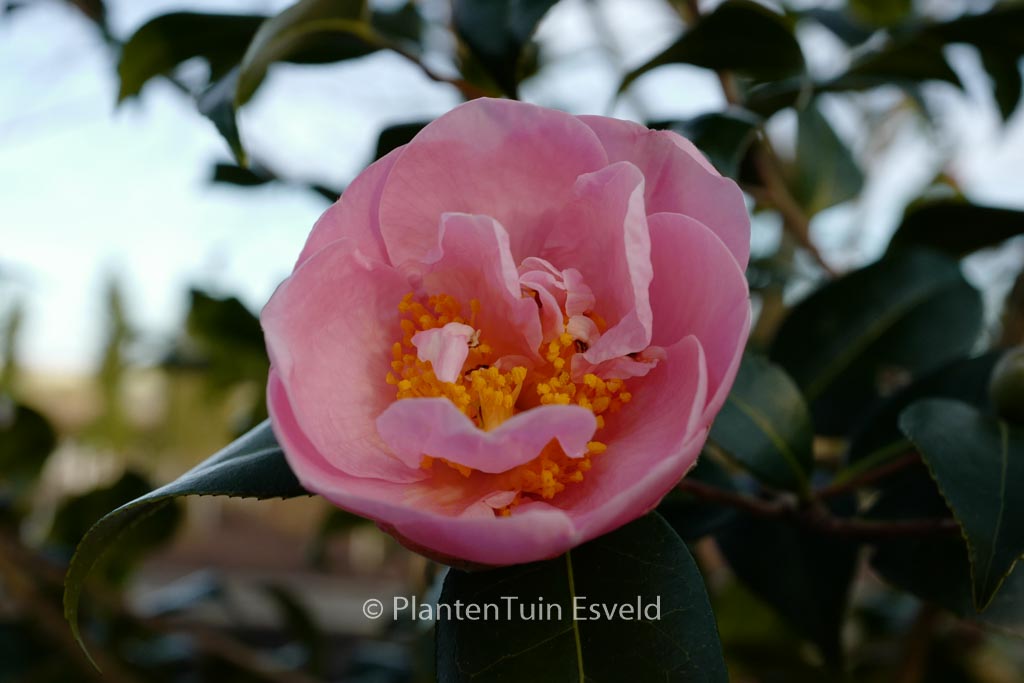 Camellia ‚Pink Icicle‘