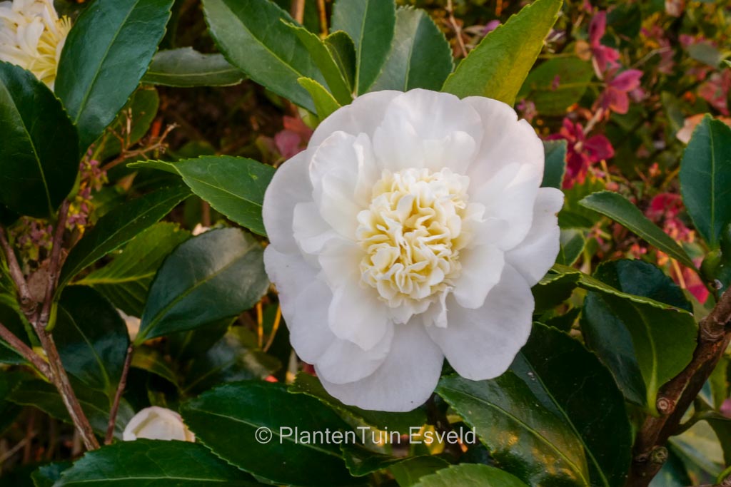 Camellia ‚Scented Snow‘