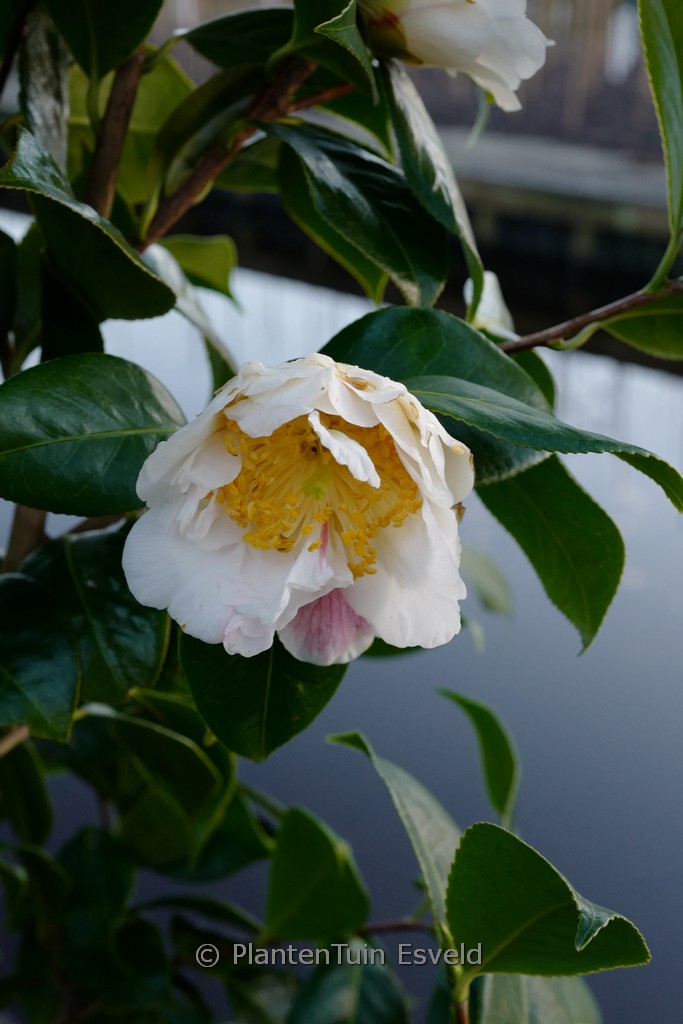 Camellia ‚Scented Sun‘