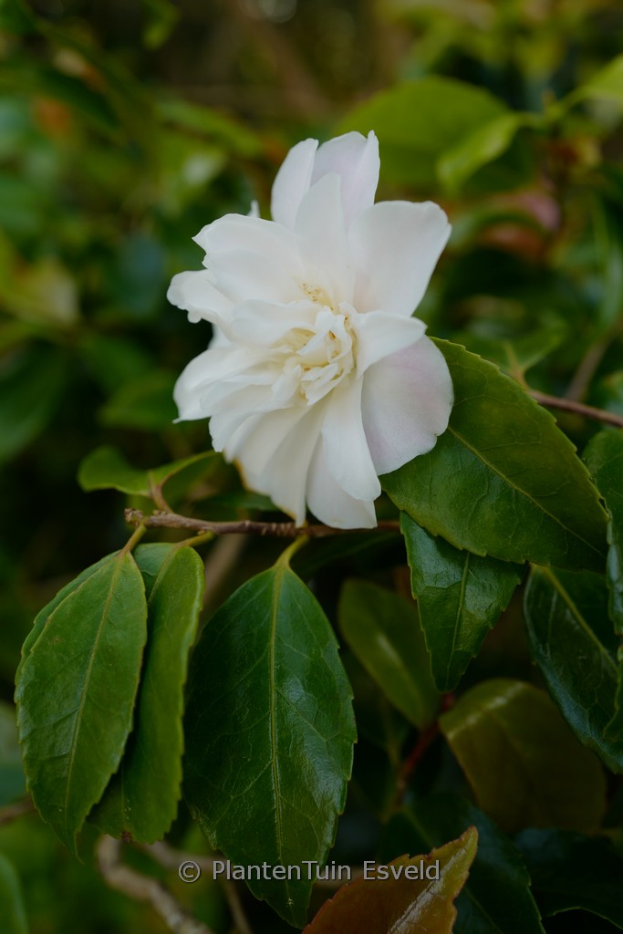 Camellia ‚Scentuous‘