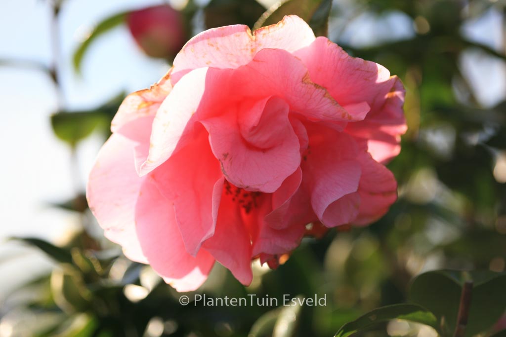 Camellia ‚Spring Frill‘