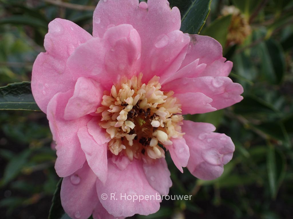 Camellia ‚Sugar Dream‘
