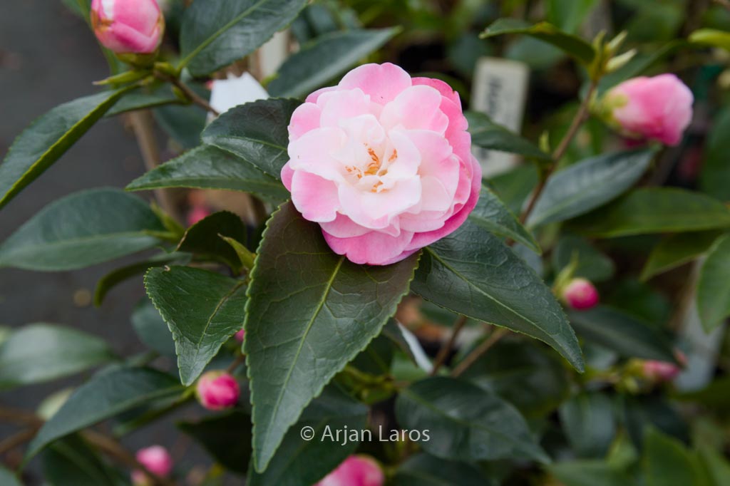 Camellia ‚Sweet Jane‘