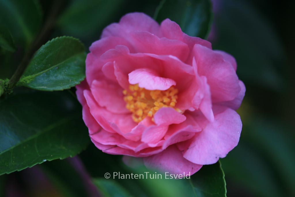 Camellia ‚Winter’s Joy‘