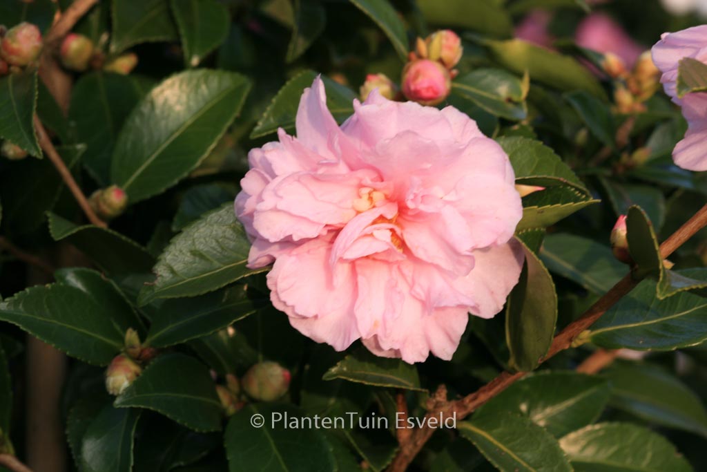 Camellia ‚Winter’s Peony‘