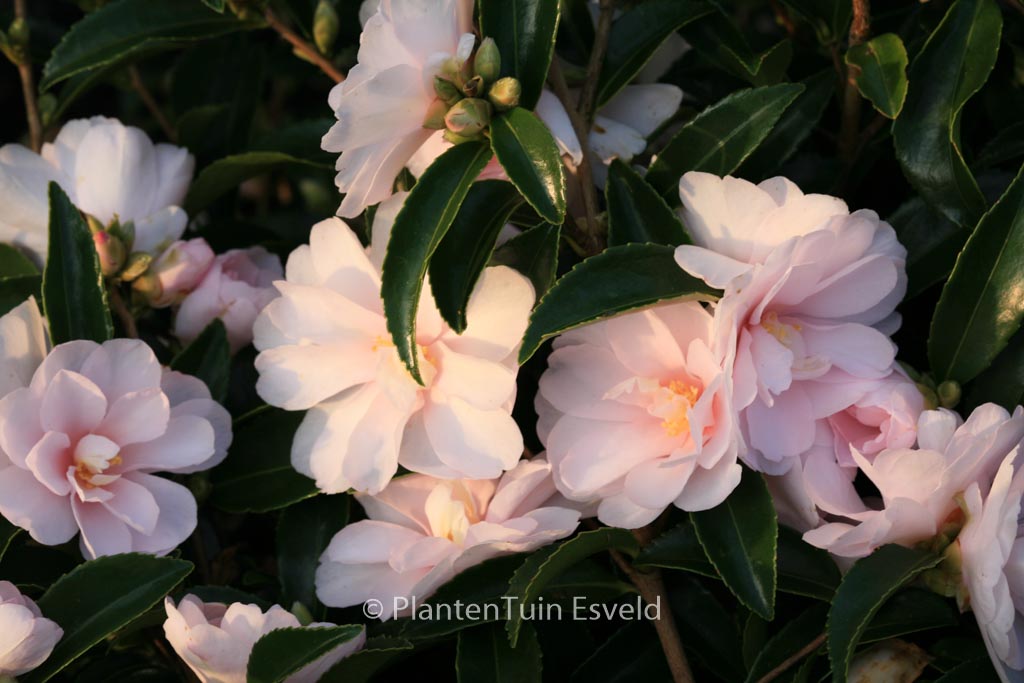 Camellia ‚Winter’s Rose‘