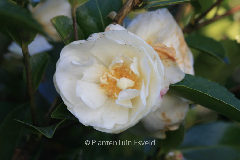 Camellia ‚Winter’s Snowman‘