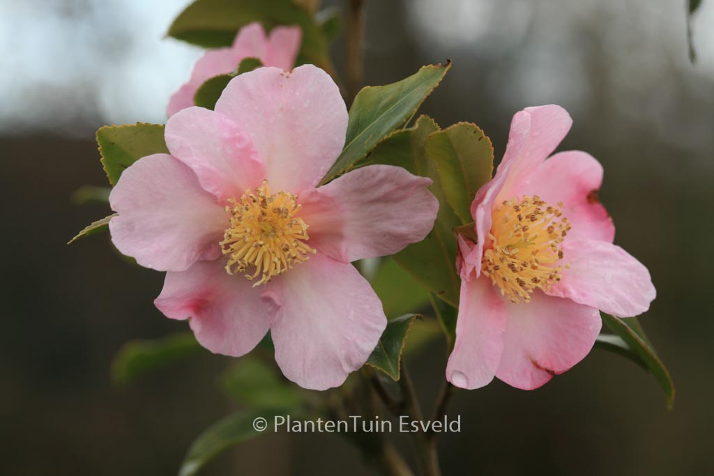 Camellia ‚Winter’s Star‘