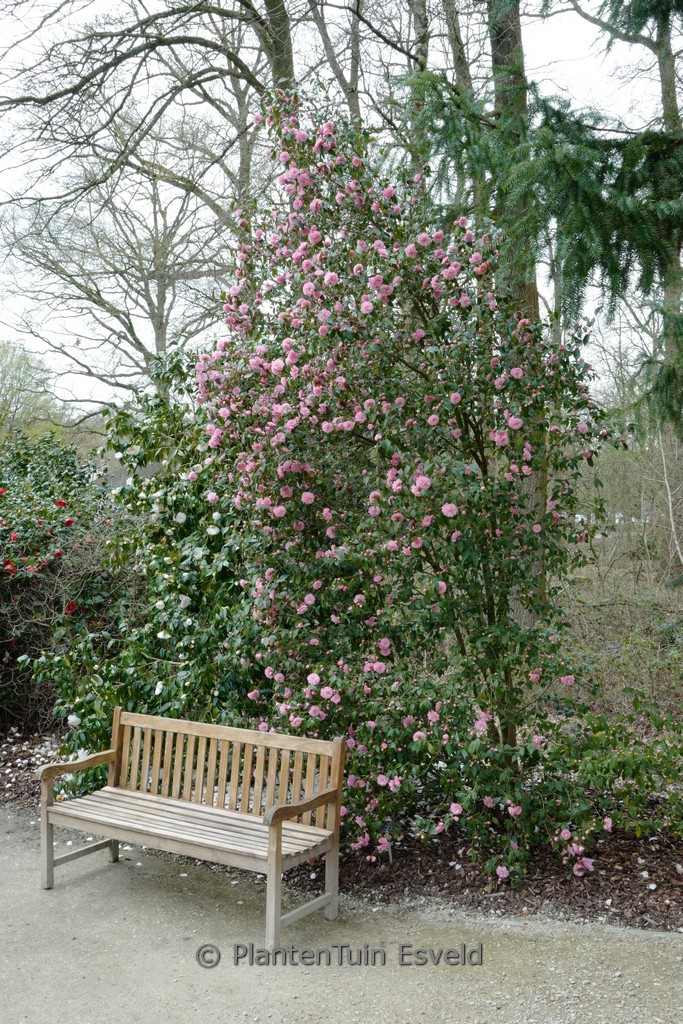 Camellia cuspidata ‚Spring Festival‘