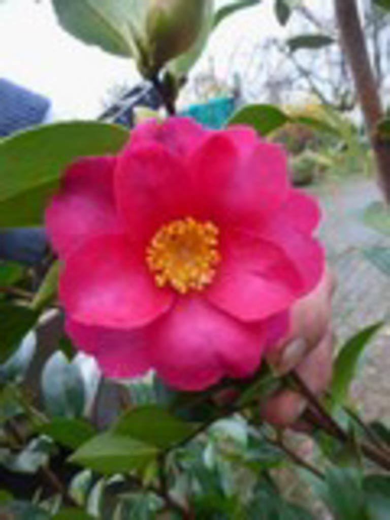 Camellia hiemalis ‚Kanjiro‘