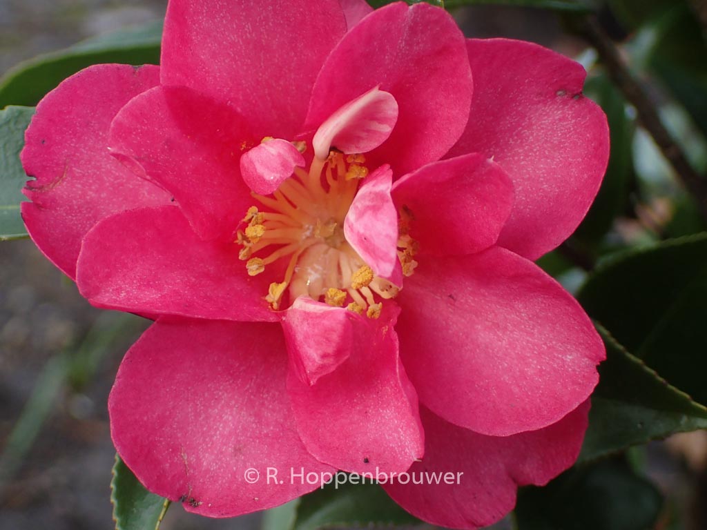 Camellia hiemalis