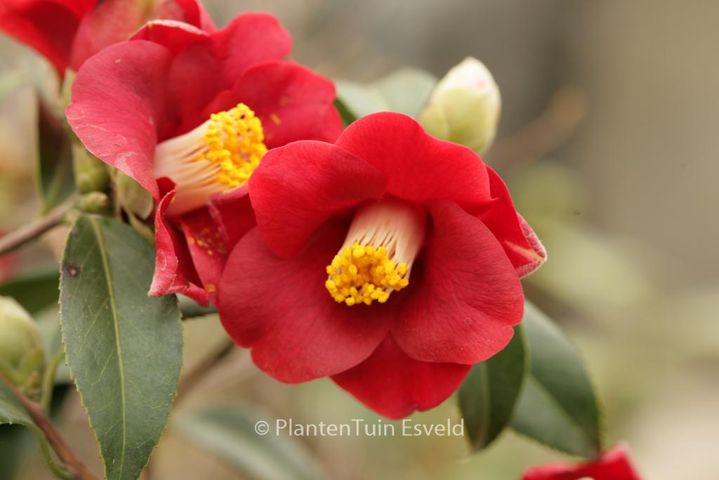 Camellia japonica ‚Adeyaka‘