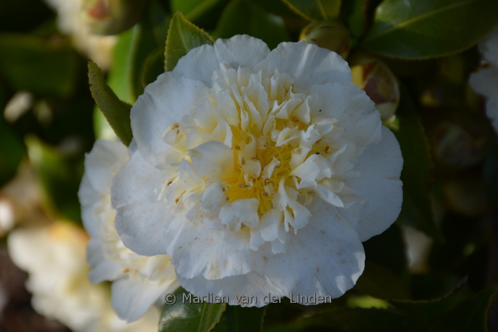 Camellia japonica ‚Alba Plena‘