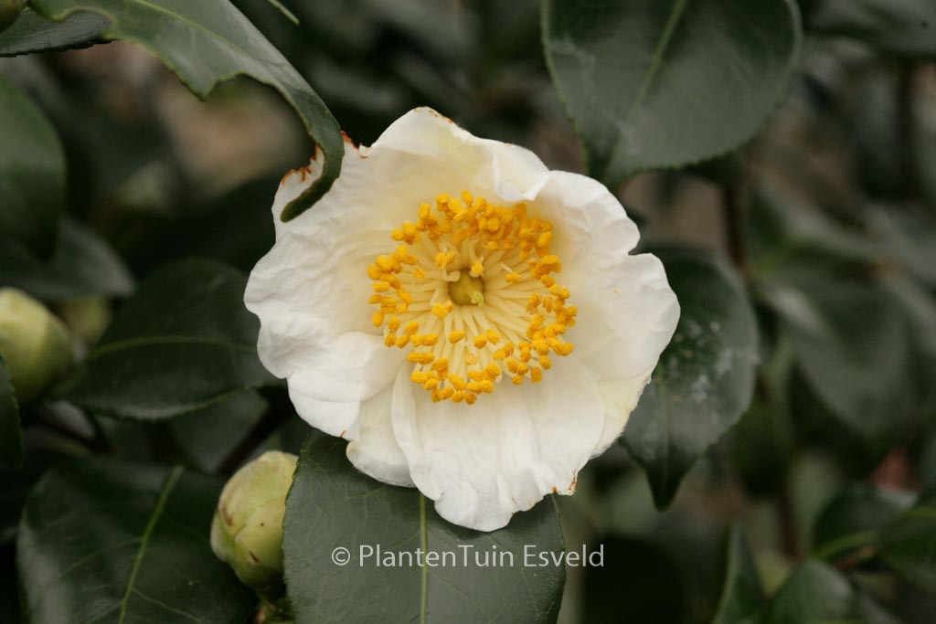 Camellia japonica ‚Alba Simplex‘